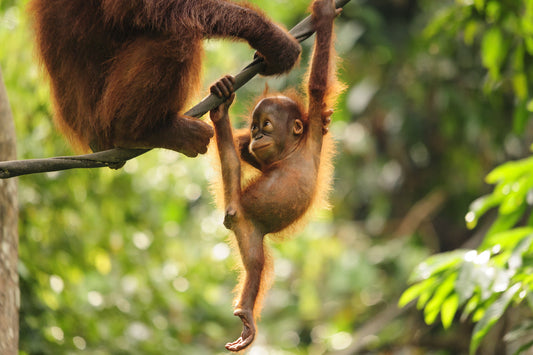 Palm oil